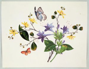 Flower Study and Insects